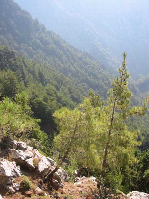Samaria Gorge