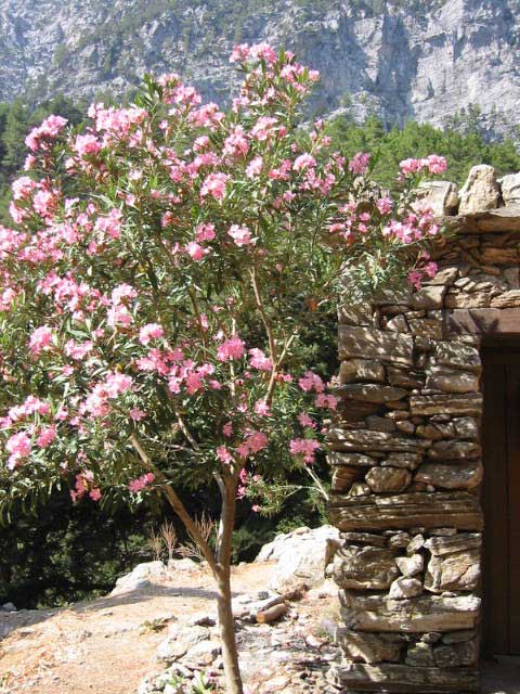 Samaria Gorge