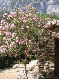 Samaria Gorge