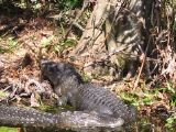 IMG_1615.JPG