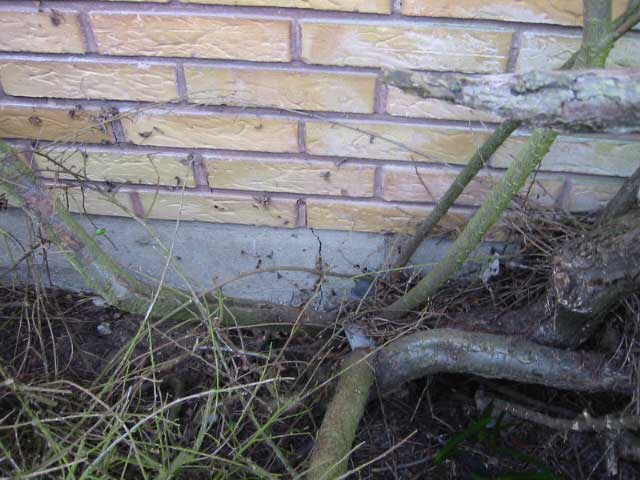 lawn